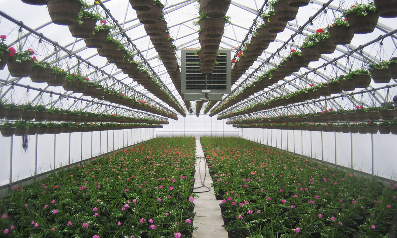 Freestanding Greenhouses`